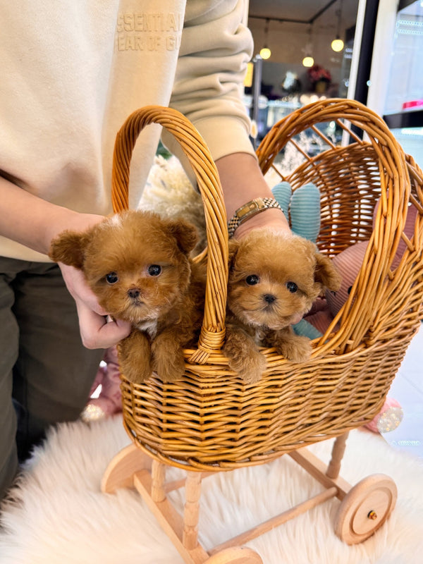 Maltipoo - Calvin&Klein(Brothers) - Beautiful puppy teacup puppy with adorable features available for adoption from Velydog