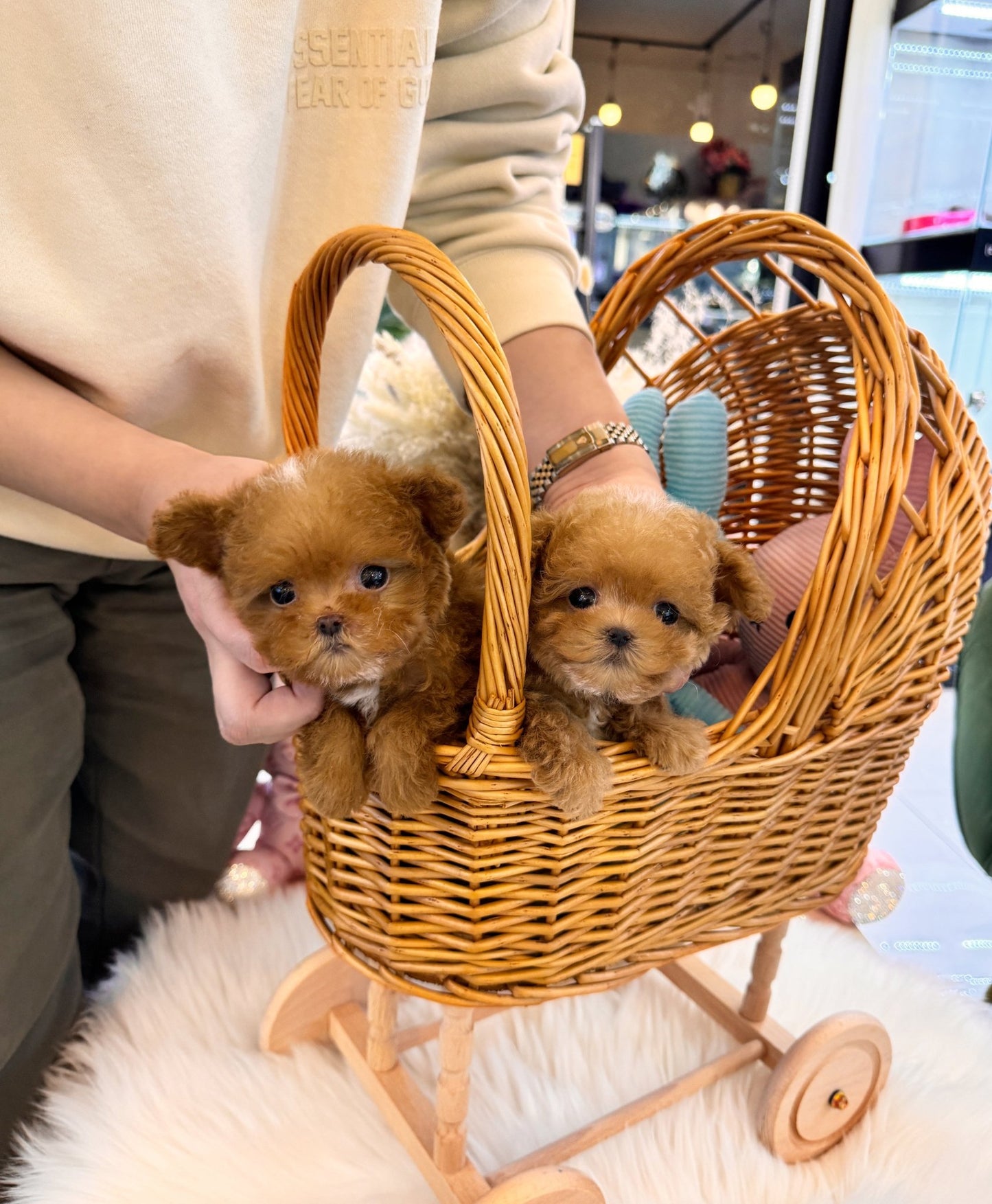 Maltipoo - Calvin&Klein(Brothers) - Beautiful puppy teacup puppy with adorable features available for adoption from Velydog