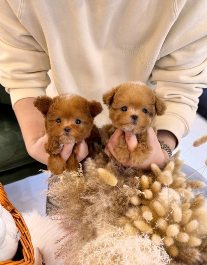 Maltipoo - Calvin&Klein(Brothers) - Beautiful puppy teacup puppy with adorable features available for adoption from Velydog