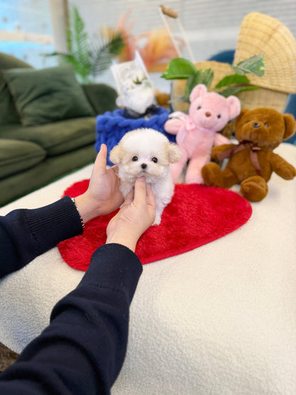 Maltipoo - Cami(Male) - Beautiful puppy teacup puppy with adorable features available for adoption from Velydog