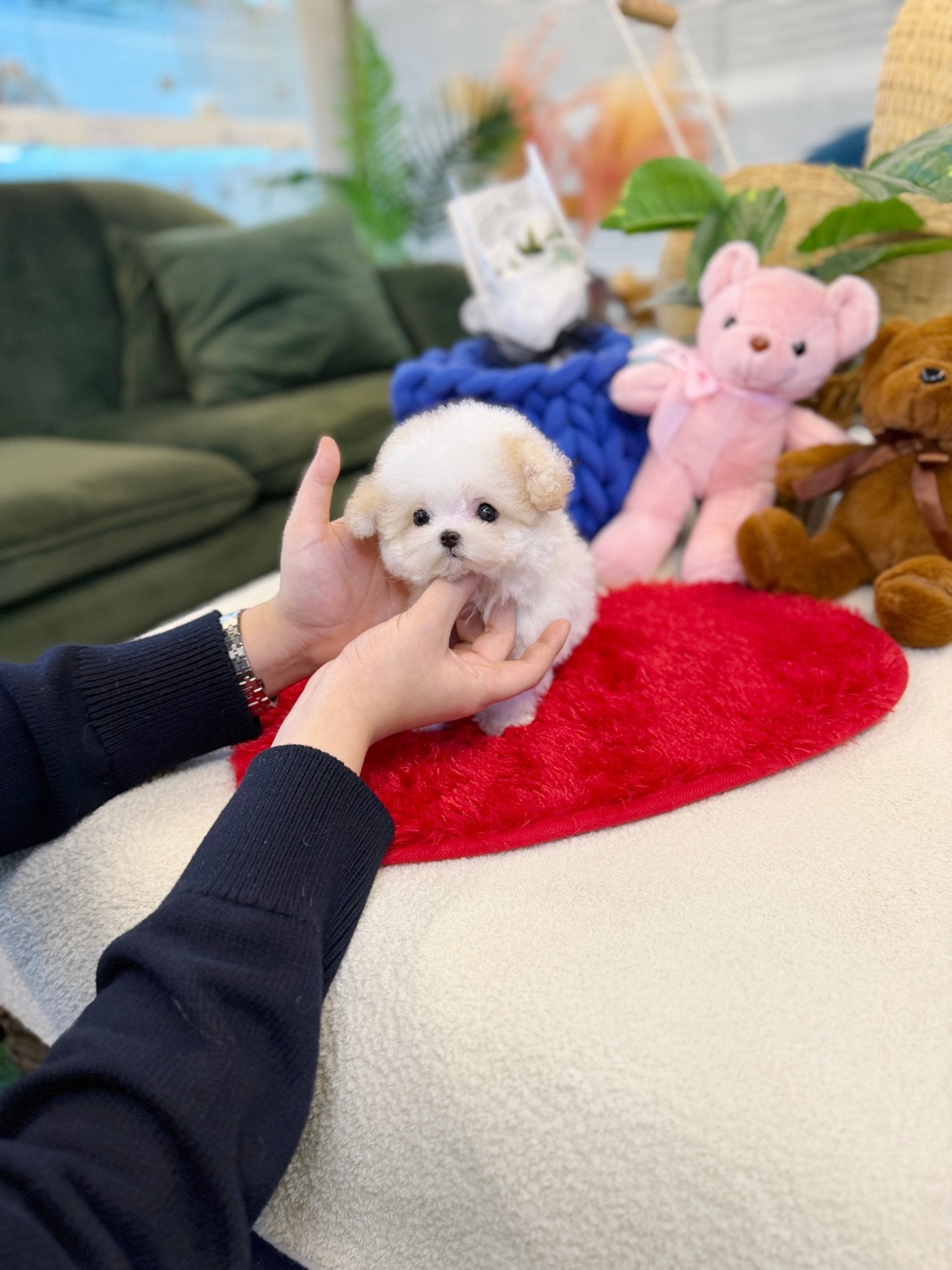 Maltipoo - Cami(Male) - Beautiful puppy teacup puppy with adorable features available for adoption from Velydog