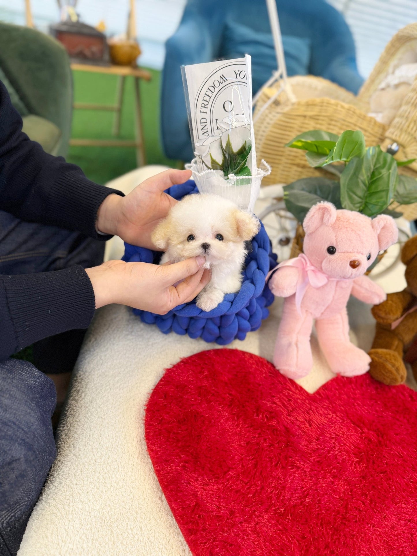 Maltipoo - Cami(Male) - Beautiful puppy teacup puppy with adorable features available for adoption from Velydog
