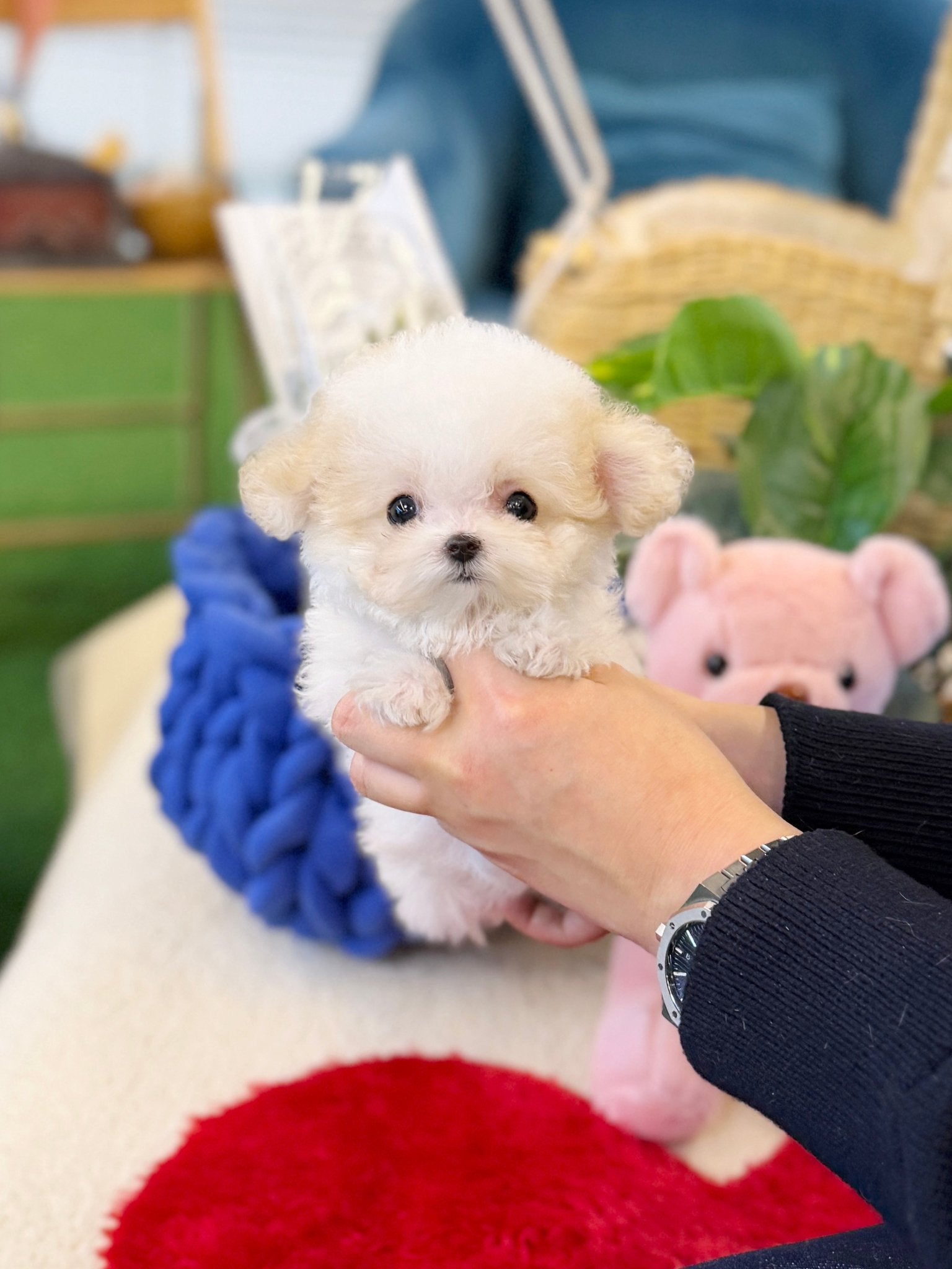 Maltipoo - Cami(Male) - Beautiful puppy teacup puppy with adorable features available for adoption from Velydog