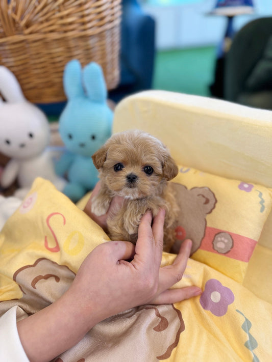 Maltipoo - Camo(Female) - Beautiful puppy teacup puppy with adorable features available for adoption from Velydog