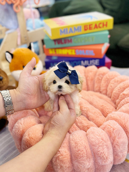 Maltipoo - Candy(Female) - Beautiful puppy teacup puppy with adorable features available for adoption from Velydog