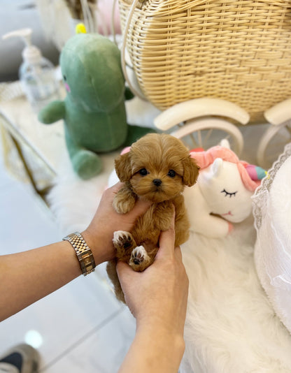 Maltipoo - Capri(Male) - Beautiful puppy teacup puppy with adorable features available for adoption from Velydog