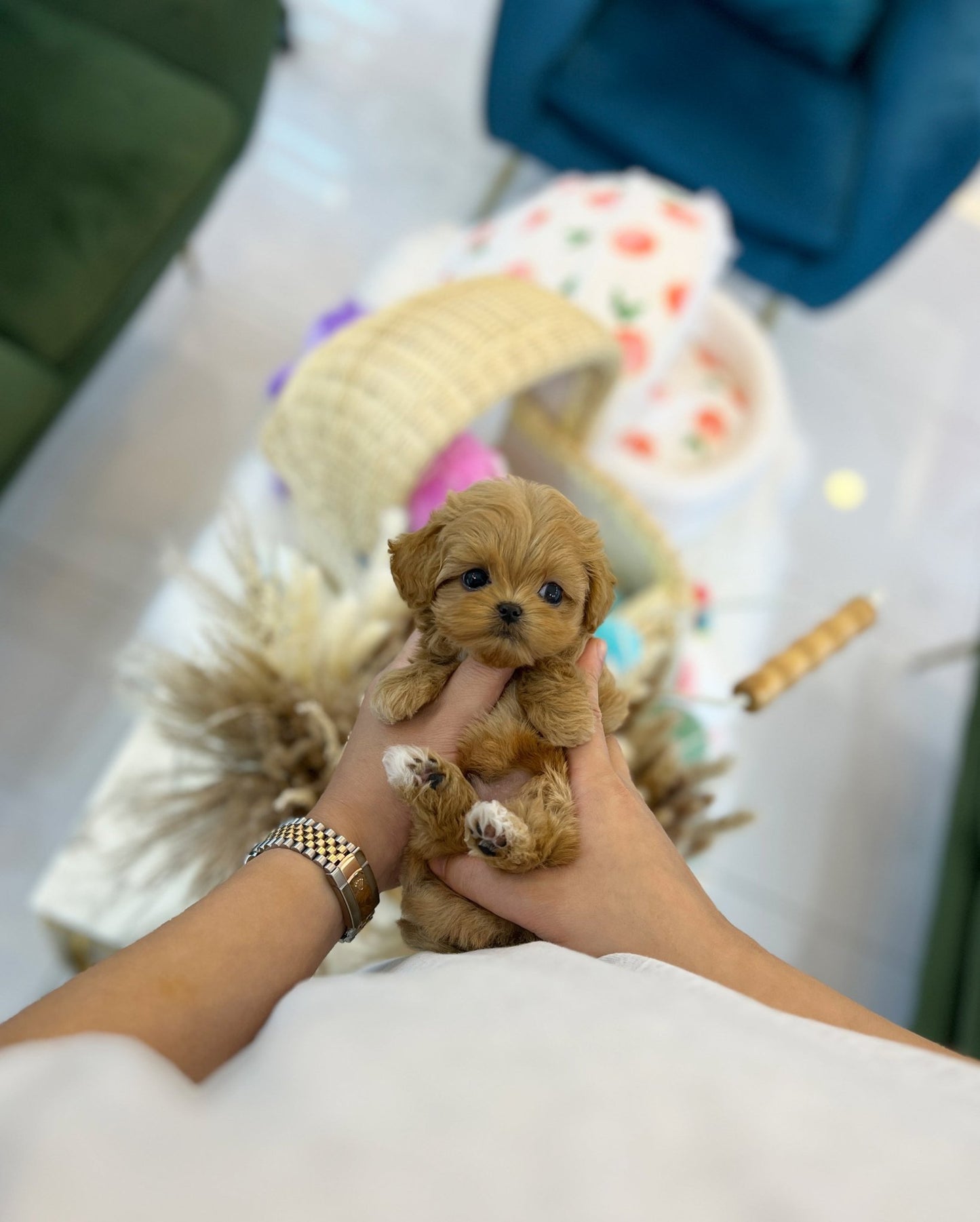 Maltipoo - Capri(Male) - Beautiful puppy teacup puppy with adorable features available for adoption from Velydog