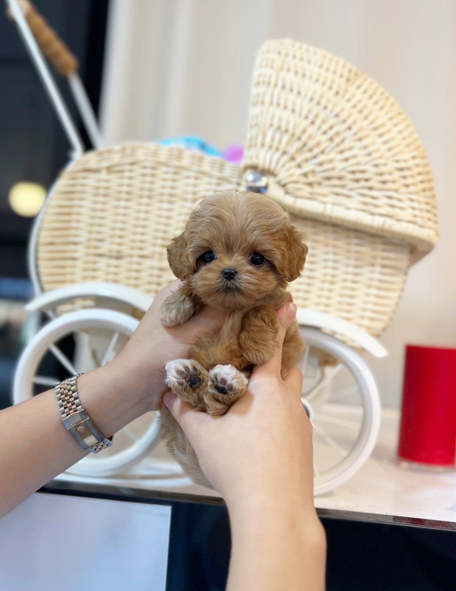 Maltipoo - Capri(Male) - Beautiful puppy teacup puppy with adorable features available for adoption from Velydog