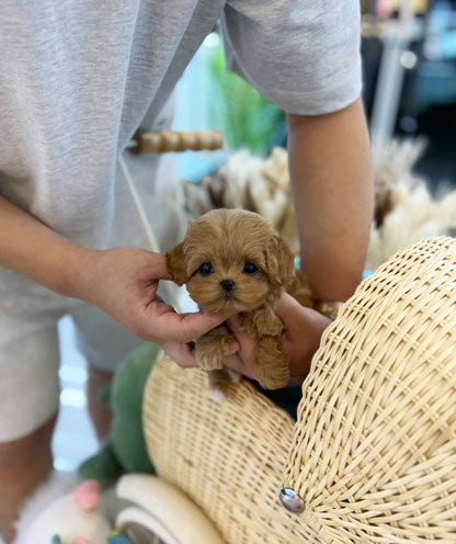 Maltipoo - Capri(Male) - Beautiful puppy teacup puppy with adorable features available for adoption from Velydog