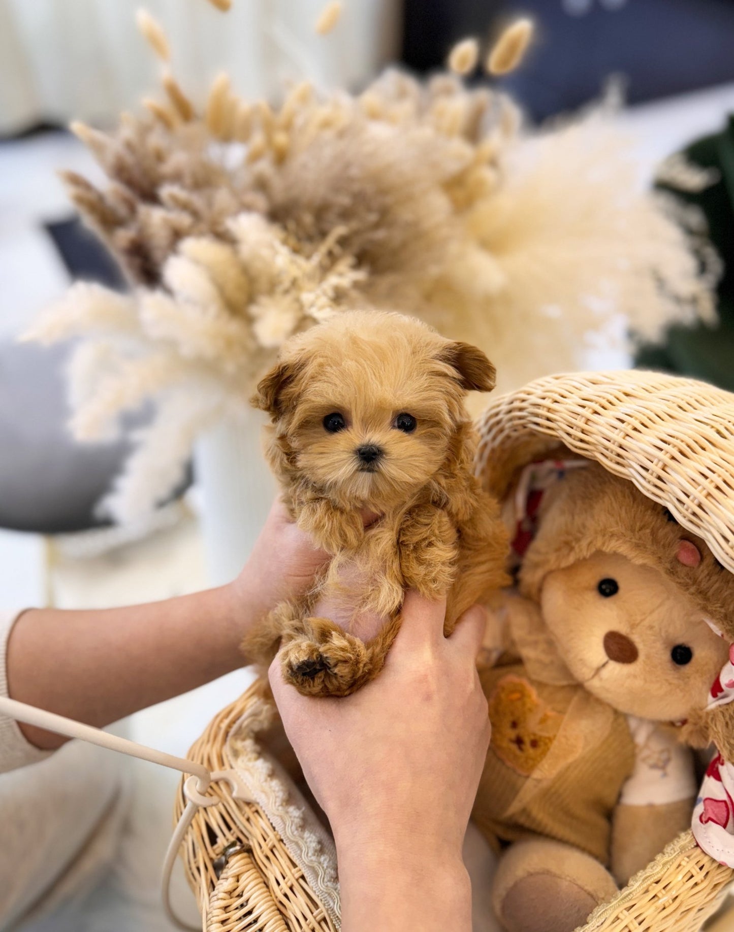 Maltipoo - Carey(Female) - Beautiful puppy teacup puppy with adorable features available for adoption from Velydog