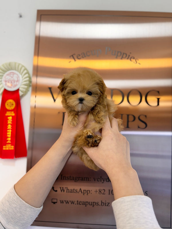 Maltipoo - Carey(Female) - Beautiful puppy teacup puppy with adorable features available for adoption from Velydog
