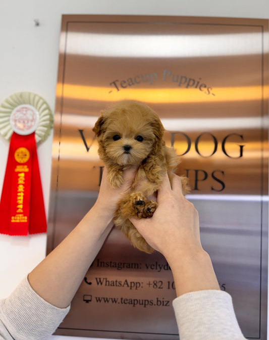 Maltipoo - Carey(Female) - Beautiful puppy teacup puppy with adorable features available for adoption from Velydog