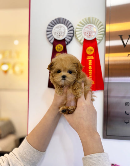 Maltipoo - Carey(Female) - Beautiful puppy teacup puppy with adorable features available for adoption from Velydog