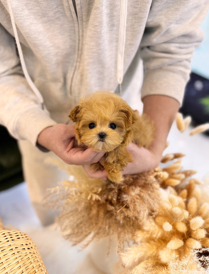 Maltipoo - Carey(Female) - Beautiful puppy teacup puppy with adorable features available for adoption from Velydog