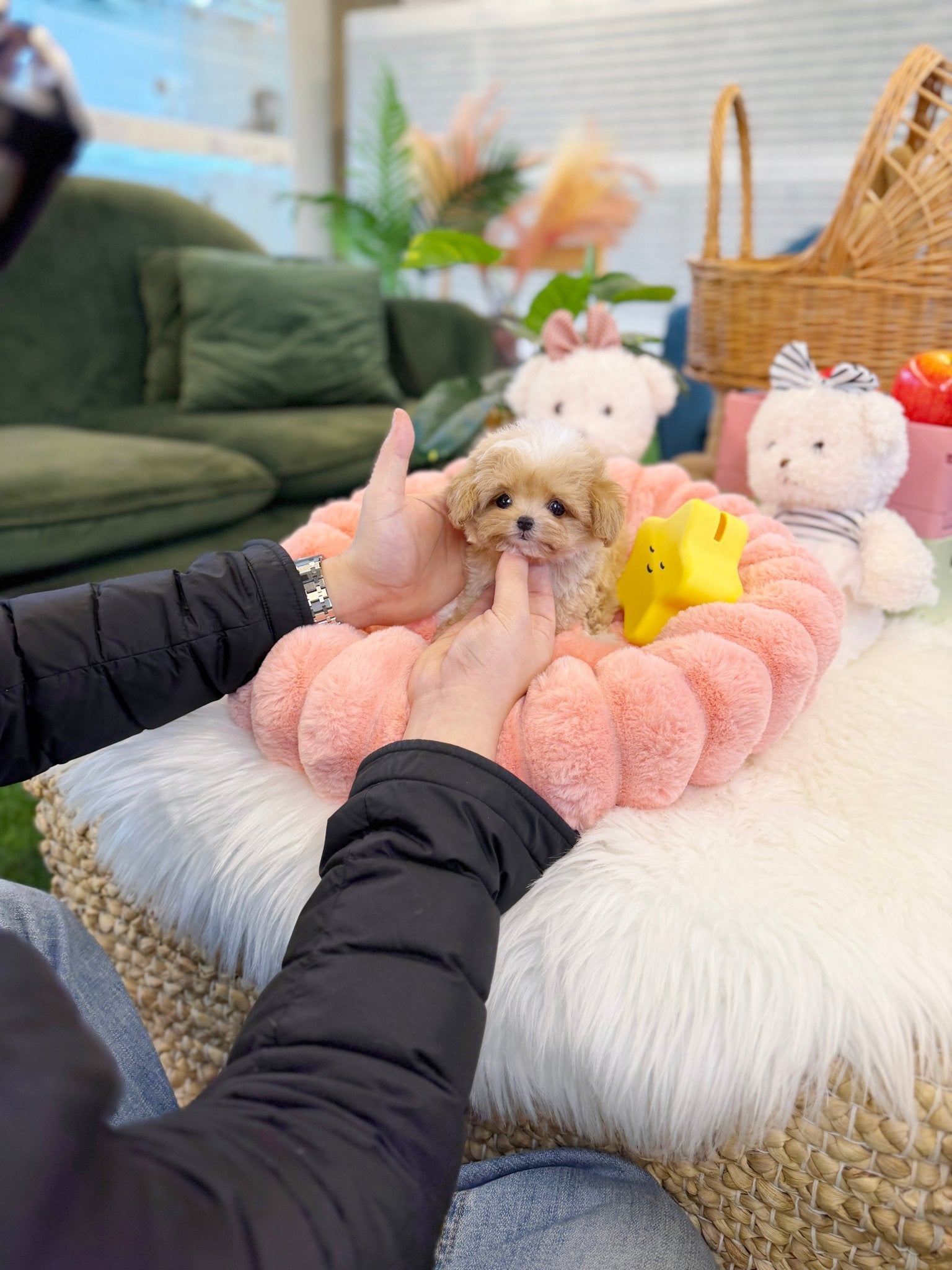 Maltipoo - Carrot(Female) - Beautiful puppy teacup puppy with adorable features available for adoption from Velydog