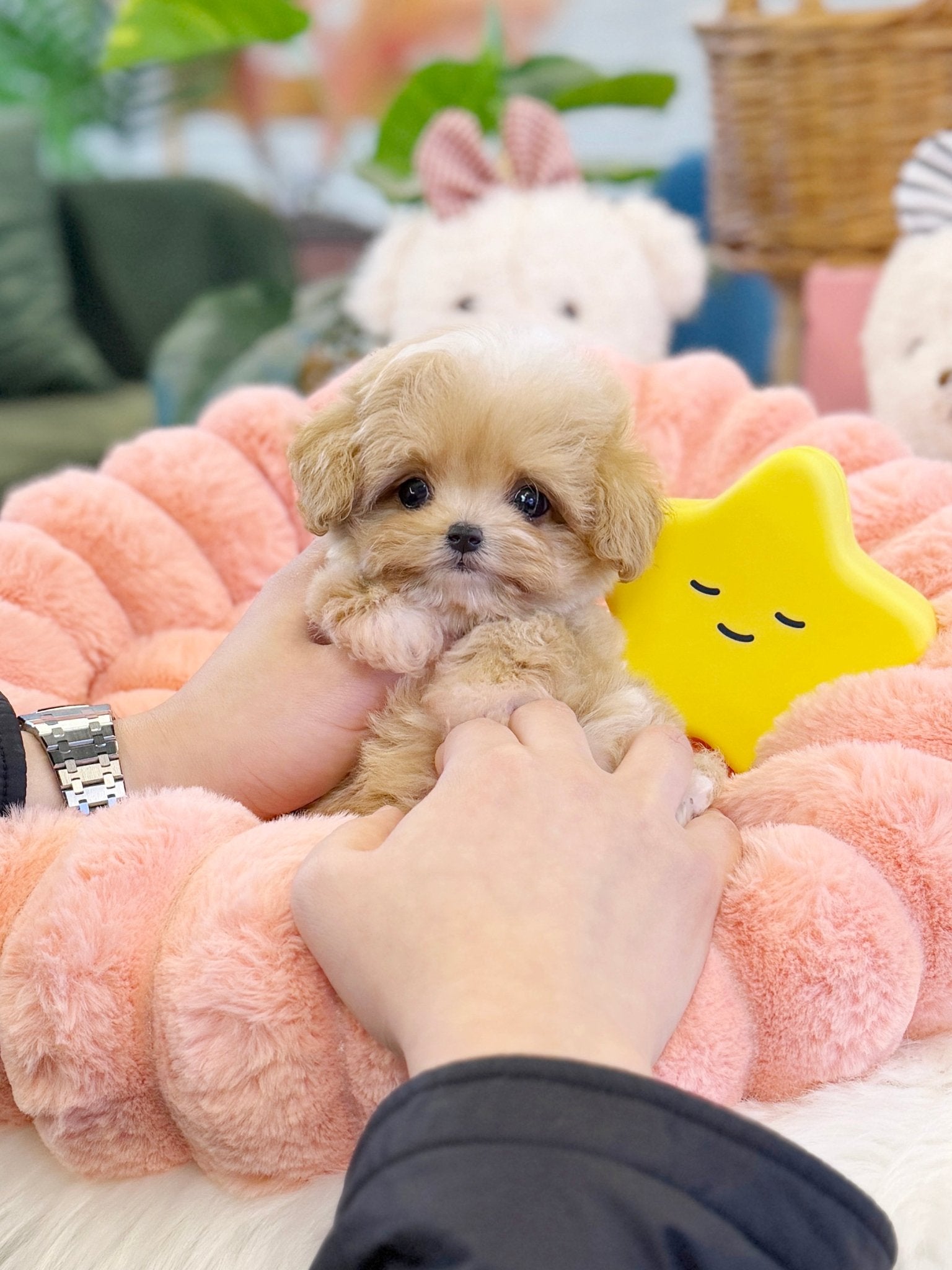 Maltipoo - Carrot(Female) - Beautiful puppy teacup puppy with adorable features available for adoption from Velydog