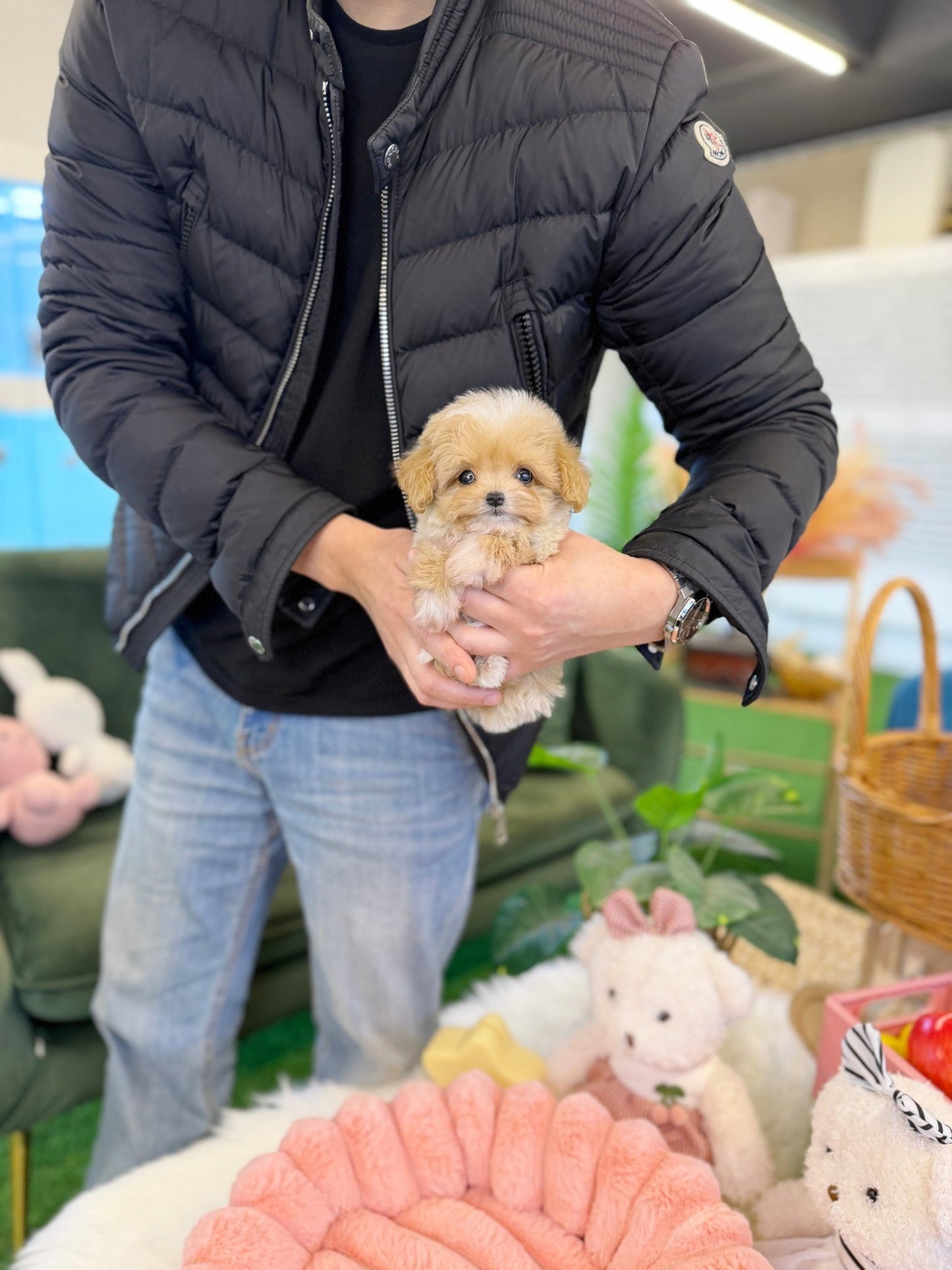 Maltipoo - Carrot(Female) - Beautiful puppy teacup puppy with adorable features available for adoption from Velydog