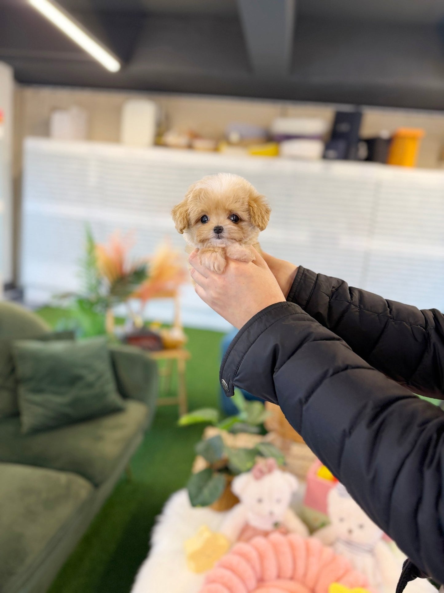 Maltipoo - Carrot(Female) - Beautiful puppy teacup puppy with adorable features available for adoption from Velydog