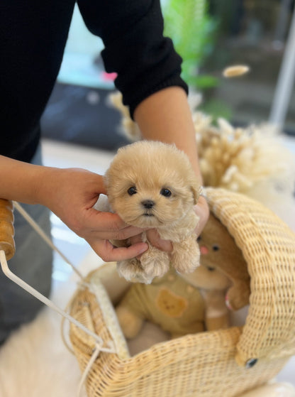 Maltipoo - Cello(Female) - Beautiful puppy teacup puppy with adorable features available for adoption from Velydog