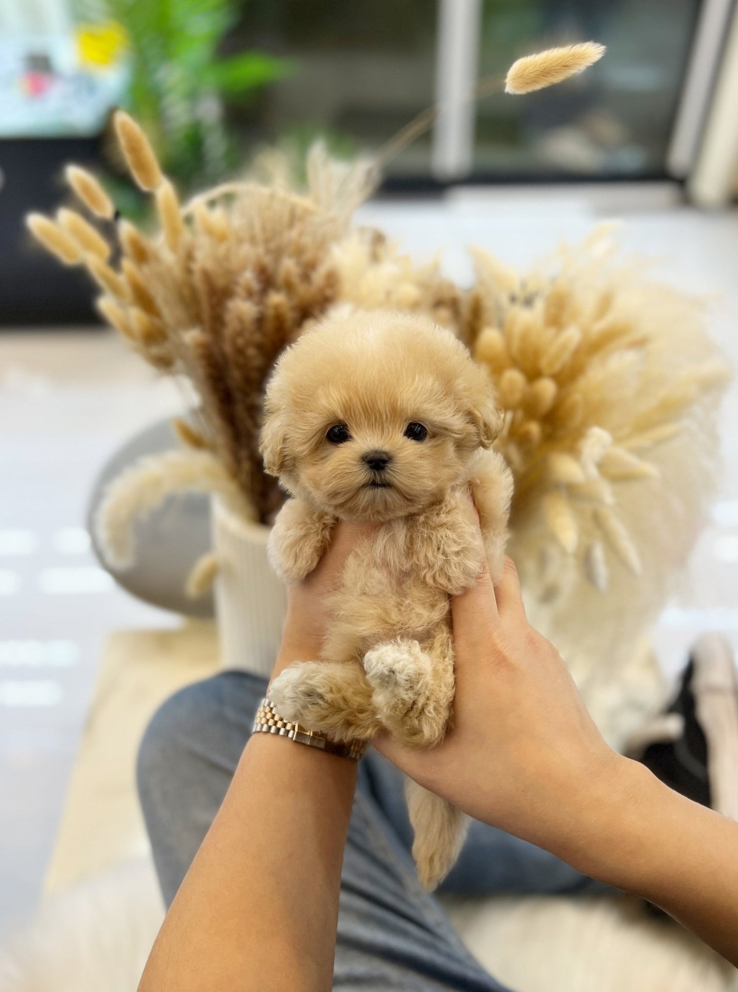 Maltipoo - Cello(Female) - Beautiful puppy teacup puppy with adorable features available for adoption from Velydog