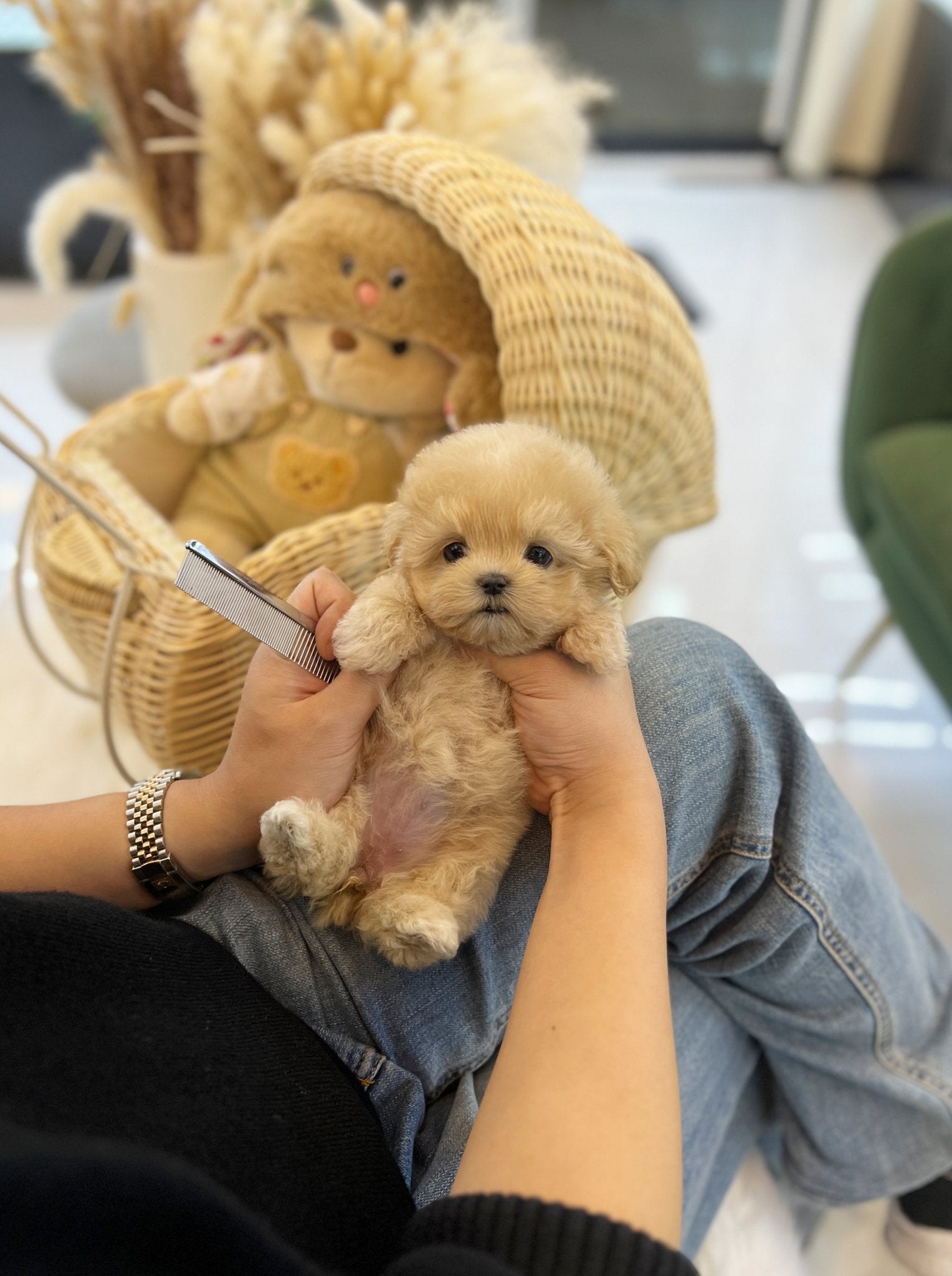 Maltipoo - Cello(Female) - Beautiful puppy teacup puppy with adorable features available for adoption from Velydog