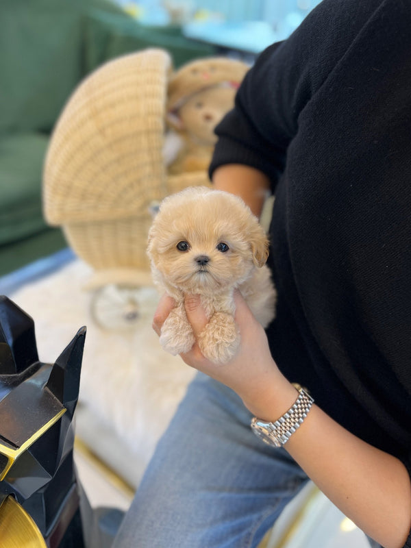 Maltipoo - Cello(Female) - Beautiful puppy teacup puppy with adorable features available for adoption from Velydog