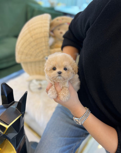 Maltipoo - Cello(Female) - Beautiful puppy teacup puppy with adorable features available for adoption from Velydog