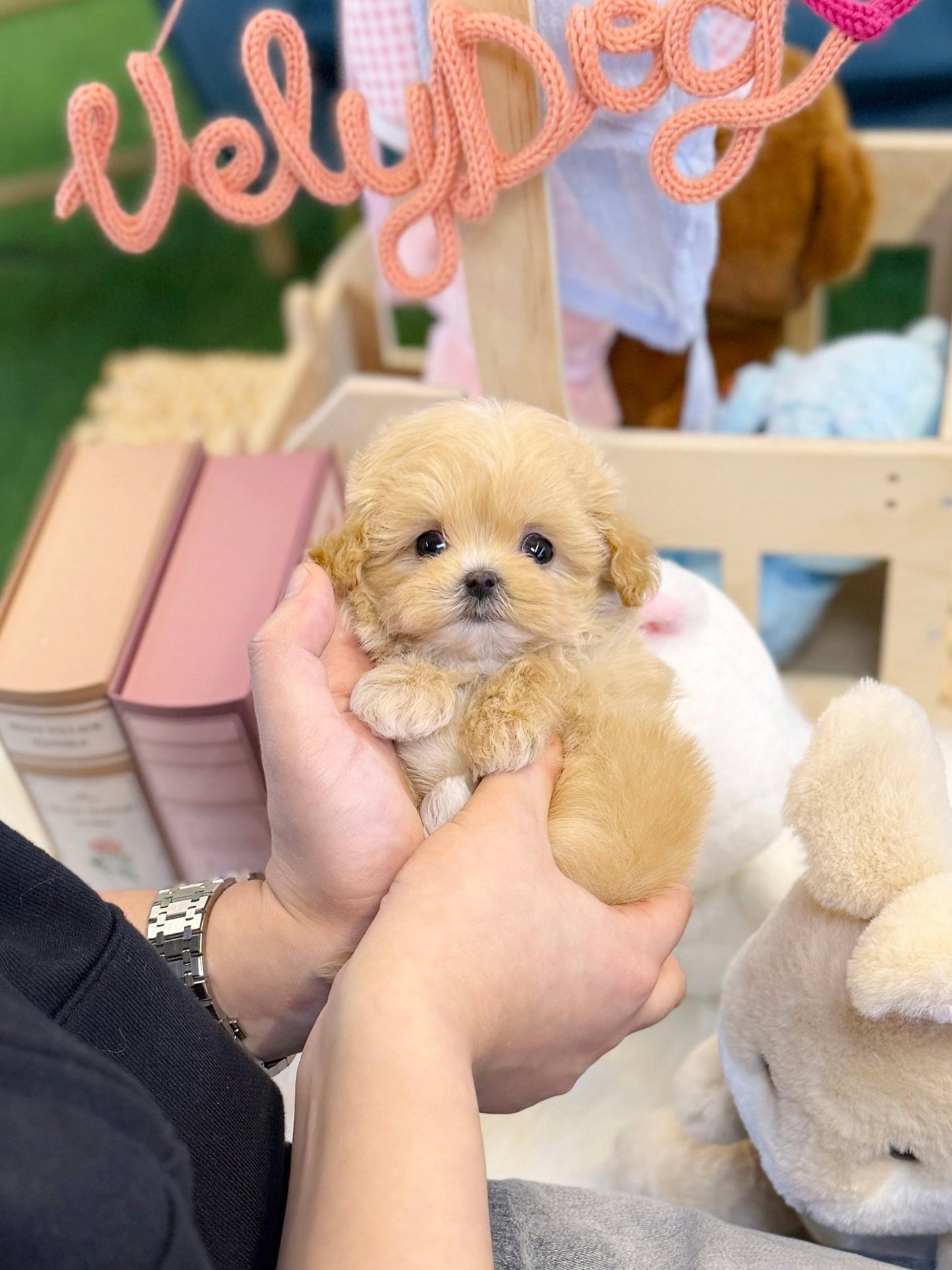 Maltipoo - Cheese(Female) - Beautiful puppy teacup puppy with adorable features available for adoption from Velydog
