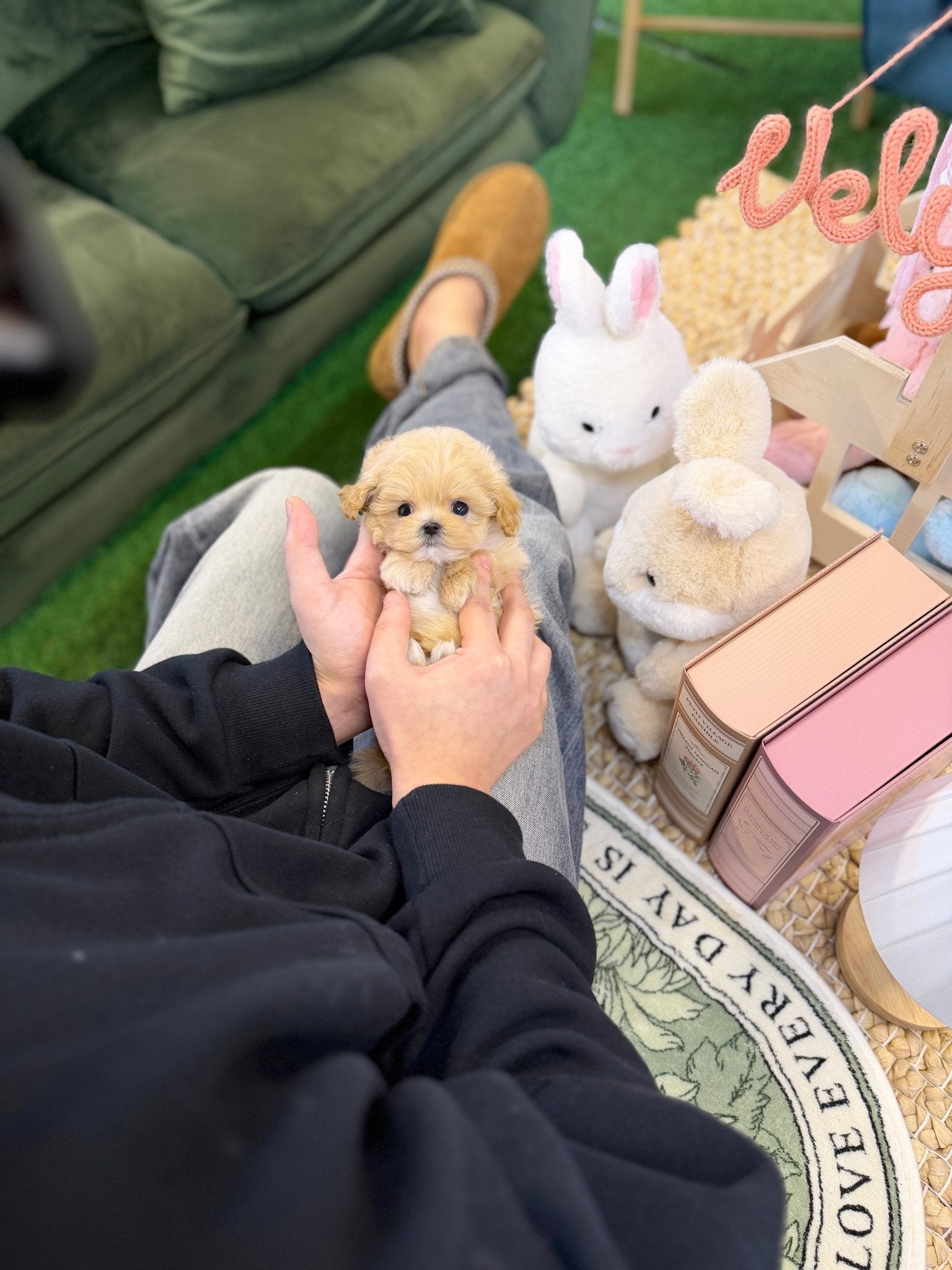 Maltipoo - Cheese(Female) - Beautiful puppy teacup puppy with adorable features available for adoption from Velydog