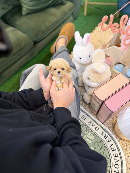 Maltipoo - Cheese(Female) - Beautiful puppy teacup puppy with adorable features available for adoption from Velydog