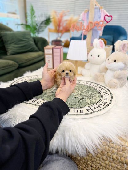 Maltipoo - Cheese(Female) - Beautiful puppy teacup puppy with adorable features available for adoption from Velydog