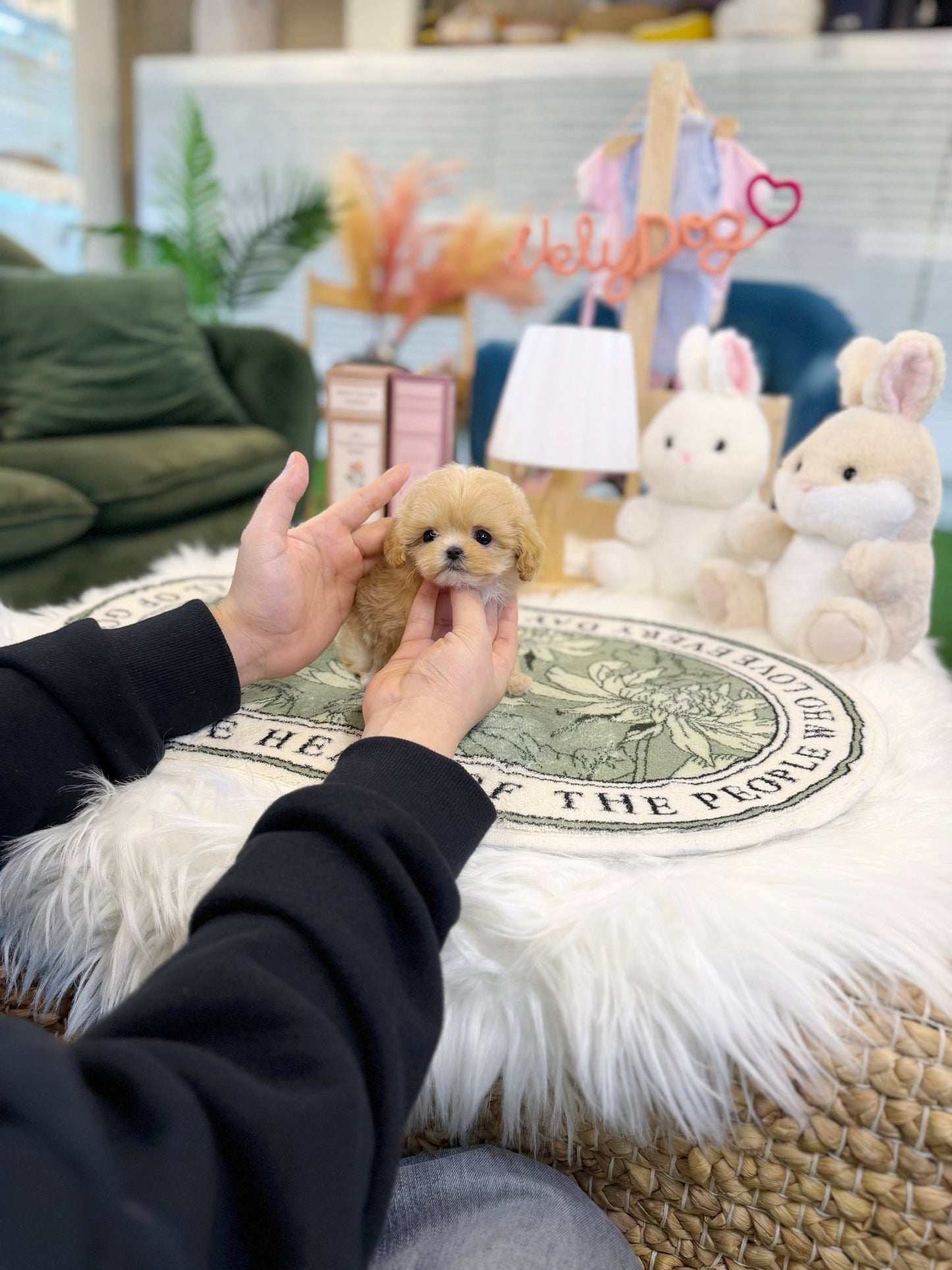 Maltipoo - Cheese(Female) - Beautiful puppy teacup puppy with adorable features available for adoption from Velydog