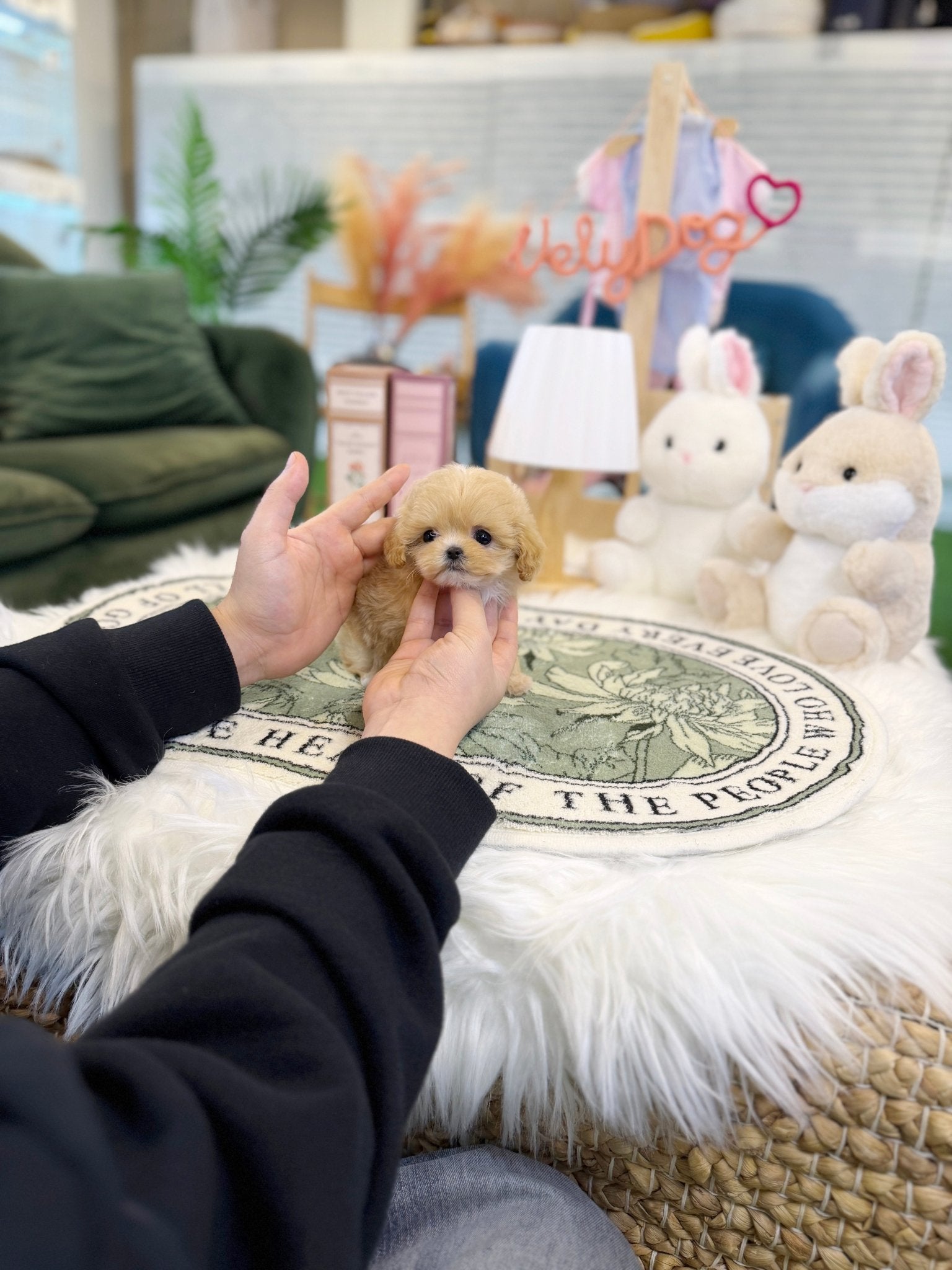 Maltipoo - Cheese(Female) - Beautiful puppy teacup puppy with adorable features available for adoption from Velydog