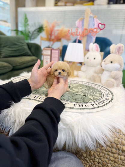 Maltipoo - Cheese(Female) - Beautiful puppy teacup puppy with adorable features available for adoption from Velydog