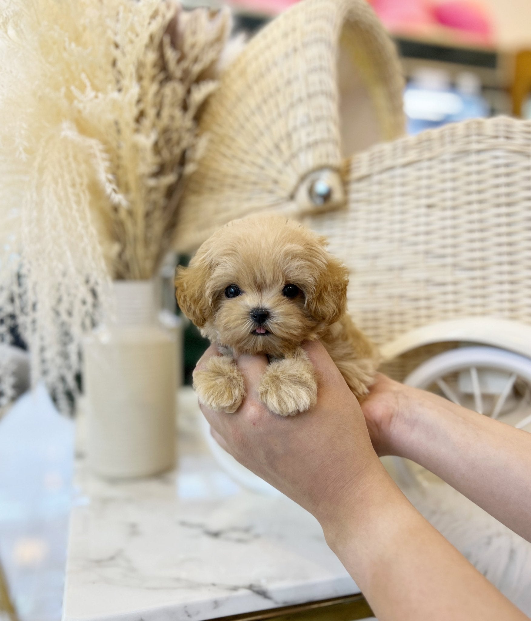 Maltipoo - Cheese(Female) - Beautiful puppy teacup puppy with adorable features available for adoption from Velydog