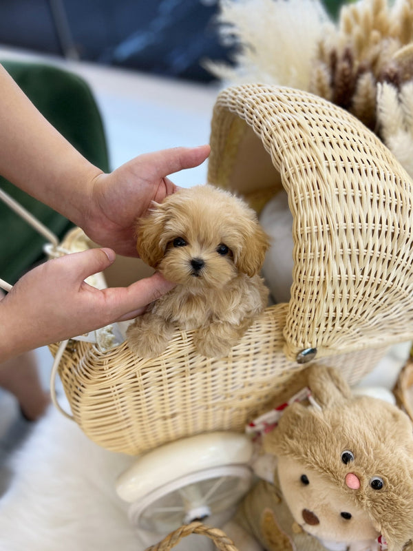 Maltipoo - Cheese(Female) - Beautiful puppy teacup puppy with adorable features available for adoption from Velydog