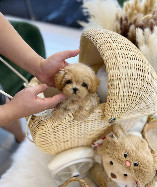 Maltipoo - Cheese(Female) - Beautiful puppy teacup puppy with adorable features available for adoption from Velydog