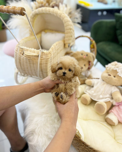 Maltipoo - Cheese(Female) - Beautiful puppy teacup puppy with adorable features available for adoption from Velydog