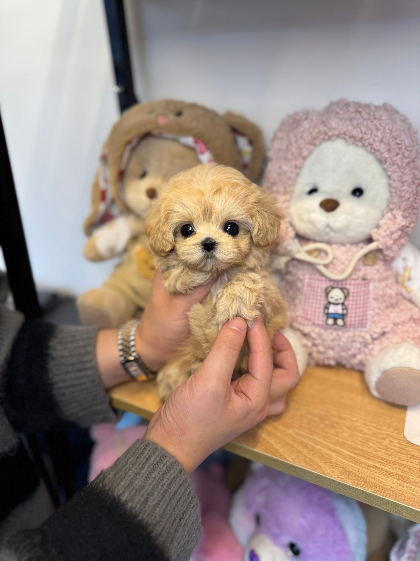 Maltipoo - Cherry(Female) - Beautiful puppy teacup puppy with adorable features available for adoption from Velydog