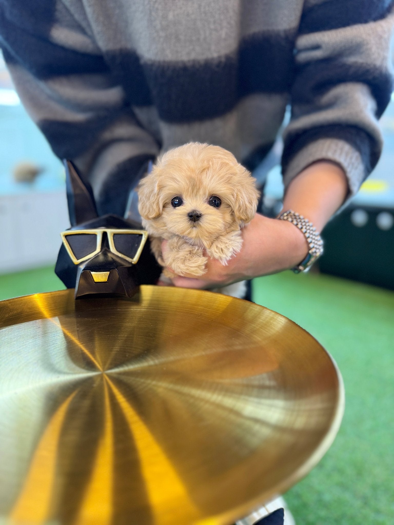 Maltipoo - Cherry(Female) - Beautiful puppy teacup puppy with adorable features available for adoption from Velydog