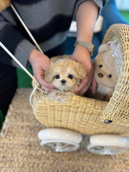 Maltipoo - Cherry(Female) - Beautiful puppy teacup puppy with adorable features available for adoption from Velydog