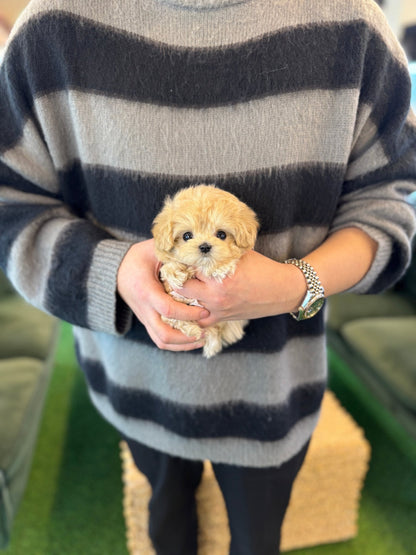 Maltipoo - Cherry(Female) - Beautiful puppy teacup puppy with adorable features available for adoption from Velydog