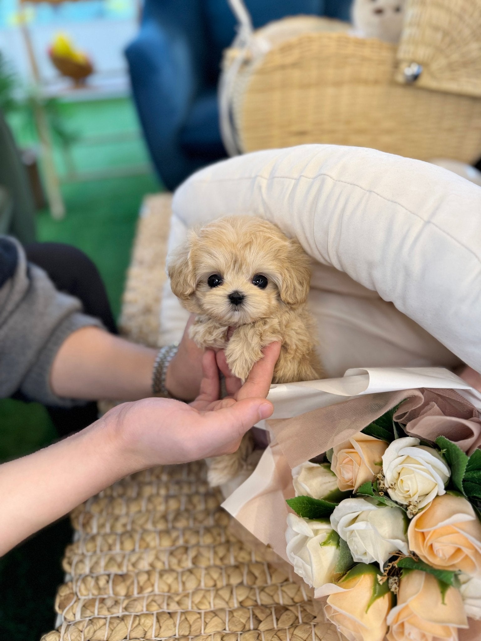 Maltipoo - Cherry(Female) - Beautiful puppy teacup puppy with adorable features available for adoption from Velydog