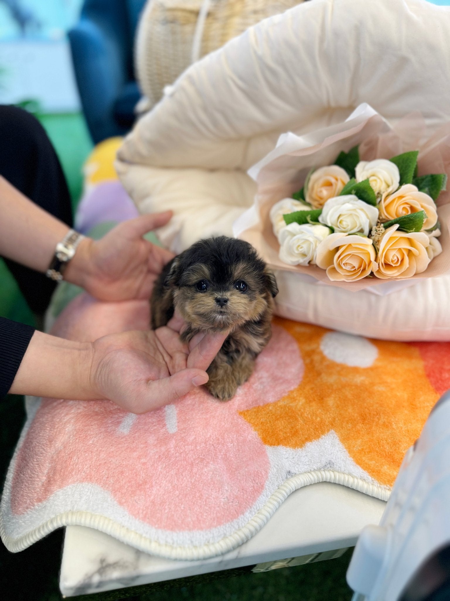 Maltipoo - Chi chi(Female) - Beautiful puppy teacup puppy with adorable features available for adoption from Velydog