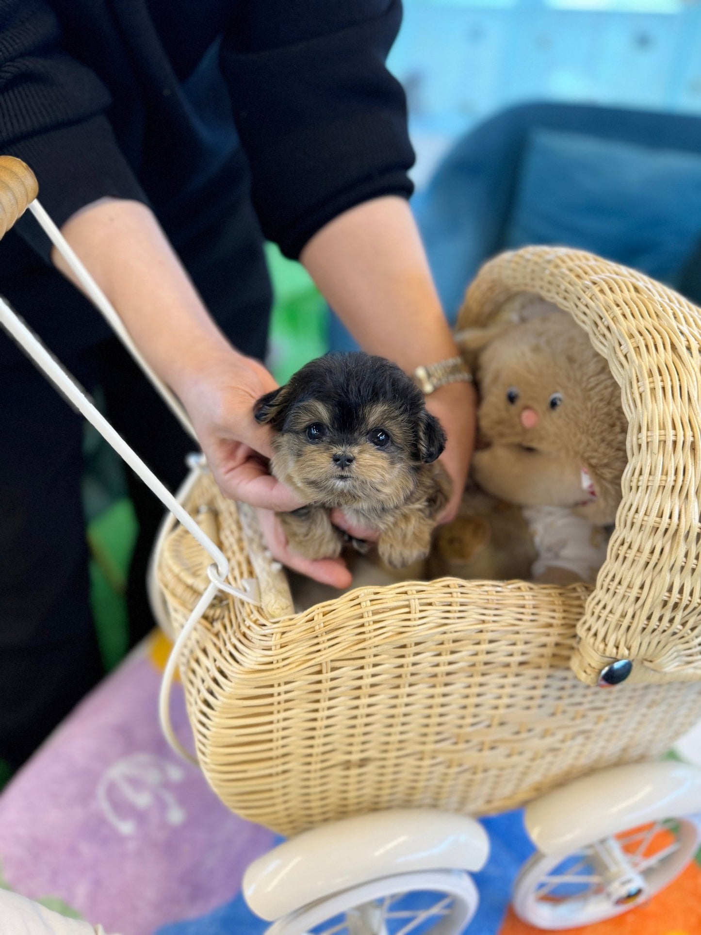 Maltipoo - Chi chi(Female) - Beautiful puppy teacup puppy with adorable features available for adoption from Velydog