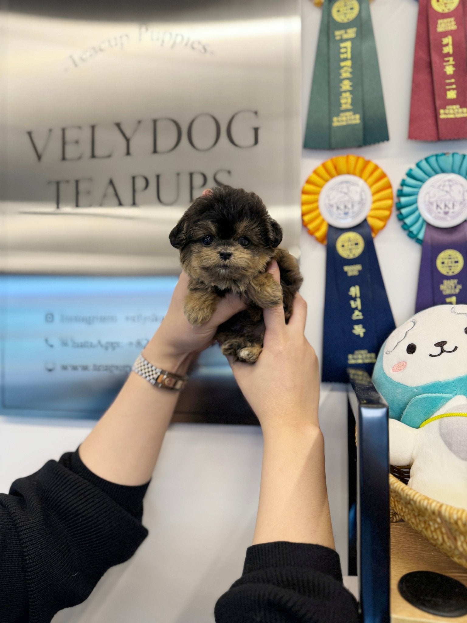 Maltipoo - Chi chi(Female) - Beautiful puppy teacup puppy with adorable features available for adoption from Velydog