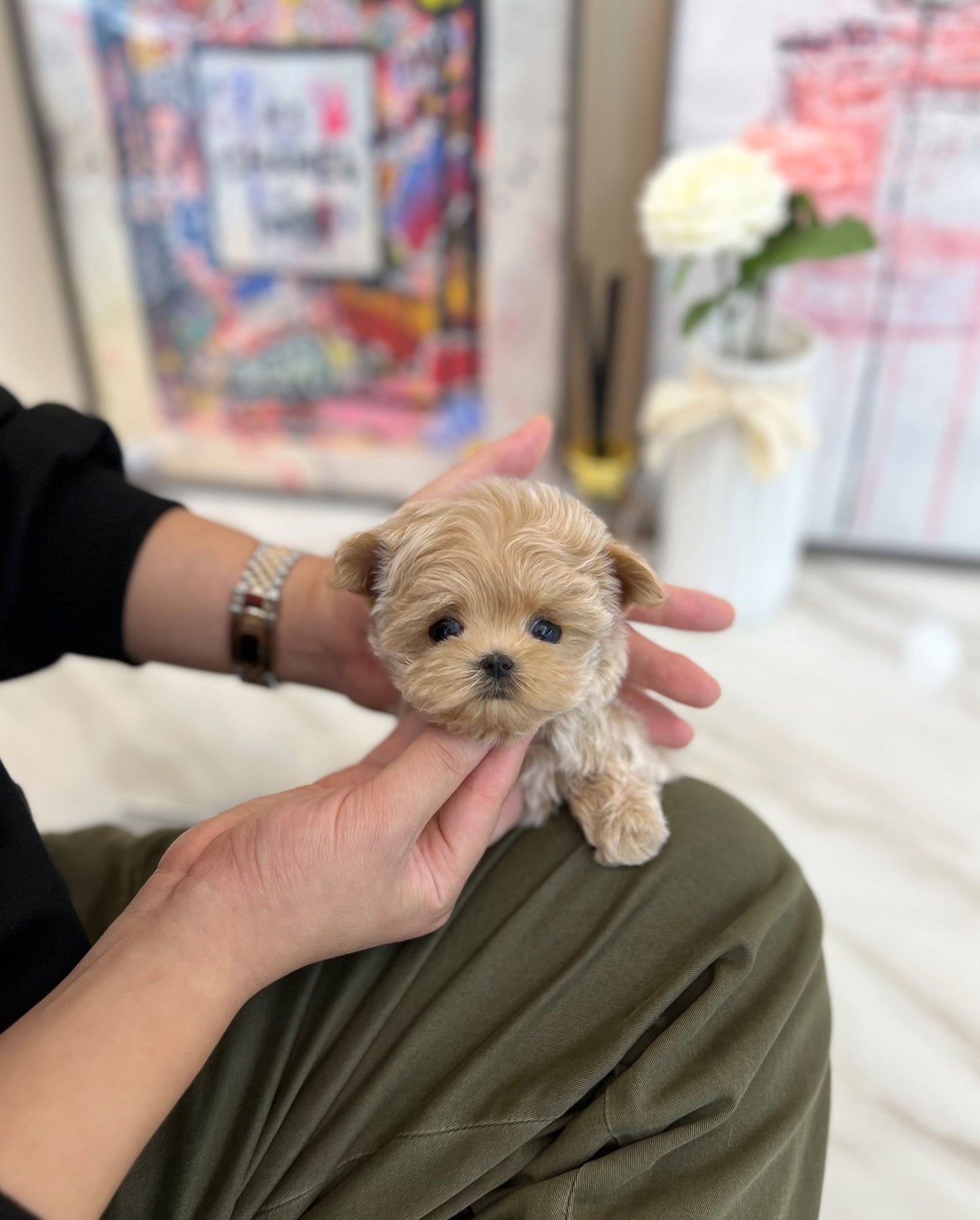 Maltipoo - Chillin(Male) - Beautiful puppy teacup puppy with adorable features available for adoption from Velydog