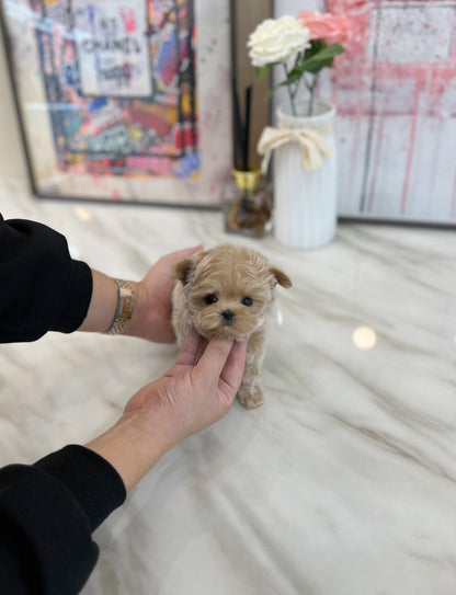 Maltipoo - Chillin(Male) - Beautiful puppy teacup puppy with adorable features available for adoption from Velydog