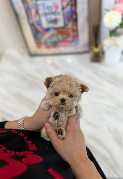 Maltipoo - Chillin(Male) - Beautiful puppy teacup puppy with adorable features available for adoption from Velydog