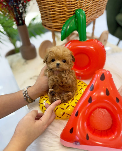 Maltipoo - Chipo(Female) - Beautiful puppy teacup puppy with adorable features available for adoption from Velydog